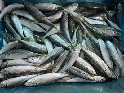 Fattyúmakréla egész körben