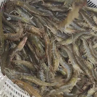 Tenger gyümölcsei spanyol garnélarák